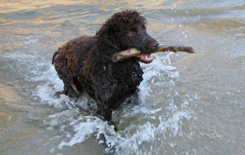 river with stick